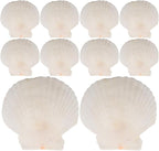 GLEAVI Scallop Shells for Crafts: 21pcs Natural Scallop Shells Bulk 3.14 Inch Sea Shell Decoration for Ocean Themed Parties and Home Decor