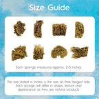NAROA Artist Natural Sea Sponges for Painting 8 Pack | Unbleached Unique Art Tool Set | Suitable for Acrylic Watercolor, Marbling, Texturing, Pottery, Ceramics