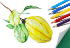 SKKSTATIONERY 50Pcs Colored Pencils,50 Vibrant Colors, Drawing Pencils for Sketch, Arts, Coloring Books, Back to school Christmas Halloween Gifts