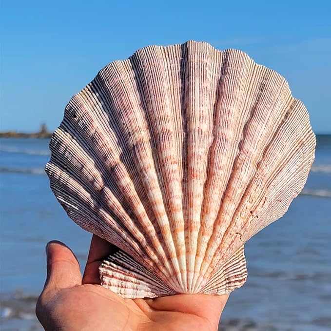 2 PCS Large Great Orange Lions Paw Scallop 5-6" Shells for Baking Smudging Craft Beach Decor. Ocean Beach Seashells Perfect for Home Decoration, Art Craft, Vase Filler Fish Tank
