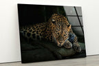 My Photostation.com 35.5Wx30H'' Fierce Leopard Glass Wall ArtTempered Glass Printing Wall Decor Large Wall Art Wall Hangings