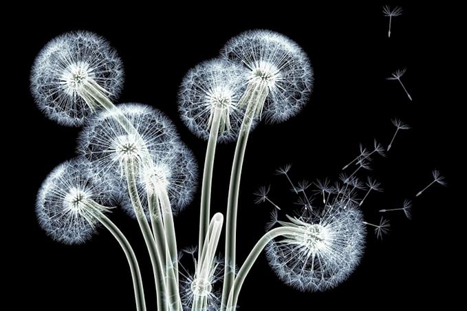 Empire Art Direct Frameless Free Floating Tempered Glass Panel Graphic Wall Art Ready to Hang, 32" x 48", Dancing Dandelions