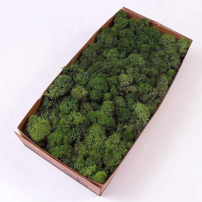 Preserved Reindeer Moss Natural Green DIY Kit Gardenning Art Wall Decor Florist Decor Easter Table Decor Wedding