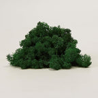Preserved Reindeer Moss Natural Green DIY Kit Gardenning Art Wall Decor Florist Decor Easter Table Decor Wedding