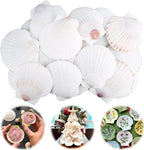 30PCS Scallop Shells for Crafts 2''-3'' Natural White Large Shells Decoration for DIY Craft Painting, Home Decor, Baking and Beach, Wedding Party Decoration