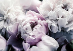 Floral Wallpaper Mural Large Rose Flowers Mural for Bedroom Living Room Wall (not self-Adhesive)
