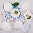 6PCS Scallop Shells for Crafts 4''-5'' Natural White Large Shells Decoration for DIY Craft Painting, Home Decor, Baking and Beach, Wedding Party Decoration
