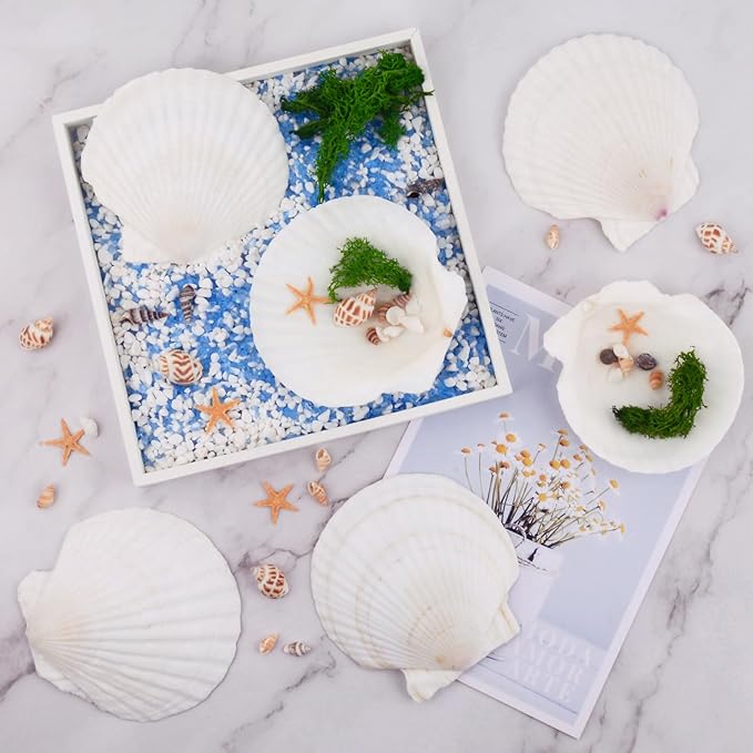 6PCS Scallop Shells for Crafts 4''-5'' Natural White Large Shells Decoration for DIY Craft Painting, Home Decor, Baking and Beach, Wedding Party Decoration