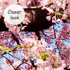 AFZEVEB-Pink Flower Wallpaper Natural Landscape Floral Wall Mural for Bedroom 114"x74"(Not Peel and Stick)