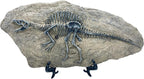 XINDAM Resin Spinosaurus Dinosaur Fossil Statue Model Simulated Skeleton Home Office Display Decorative Craft Box Decoration (Style 8)