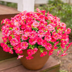 Fake Plants Artificial Flowers for Outdoor Outside Summer Decoration, 12 Bundles Faux Flowers Silk Hot Pink Morning Glory with Eucalyptus Look Real UV Resistant for Planter Front Door Porch Yard Patio