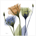 Empire Art Direct Frameless Free Floating Tempered Glass Panel Graphic Wall Art Ready to Hang, 24" x 24", Gentian Buddies, Multi-color Flower