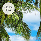 AFZEVEB-Beach Wall Mural Tropical Palm Tree Landscape Wallpaper for Bedroom 114"x74"(Not Peel and Stick)