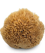 Natural Sea Wool Art Sponge: Premium Professional Grade 5"-6" Unbleached, Excellent for Painting, Decorating, Texturing, Sponging, Marbling Effects, Faux Finishes, Crafts & More by Lullingworth®