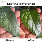 Leaf Shine Spray for Indoor Plants – Plant Leaf Cleaner & Shine for Real House Plants – Fragrance-Free, Non-Sticky, Streak-Free Finish, 16 fl oz