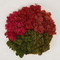 Preserved Reindeer Moss Natural Green DIY Kit Gardenning Art Wall Decor Florist Decor Easter Table Decor Wedding