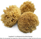 Natural Sea Wool Art Sponge: Premium Professional Grade 5"-6" Unbleached, Excellent for Painting, Decorating, Texturing, Sponging, Marbling Effects, Faux Finishes, Crafts & More by Lullingworth®