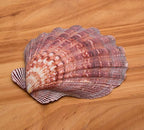 2 PCS Large Great Orange Lions Paw Scallop 5-6" Shells for Baking Smudging Craft Beach Decor. Ocean Beach Seashells Perfect for Home Decoration, Art Craft, Vase Filler Fish Tank