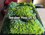 Preserved Reindeer Moss Natural Green DIY Kit Gardenning Art Wall Decor Florist Decor Easter Table Decor Wedding