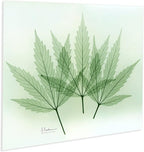 Empire Art Direct Frameless Free Floating Tempered Glass Panel Graphic Wall Art Ready to Hang, 16" x 20", Green Flower