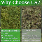 Halatool 9OZ Green Moss for Potted Plants, 12QT Orchid Moss Potting Mix, Forest Moss for Indoor Plants, Indoor Potting Plant Moss for Repotting Terrariums Garden Reptiles