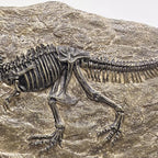 XINDAM Resin Tyrannosaurus Rex Dinosaur Fossil Statue Model Simulated Skeleton Home Office Display Decorative Craft Box Decoration (Style 5)
