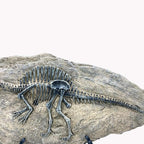 XINDAM Resin Spinosaurus Dinosaur Fossil Statue Model Simulated Skeleton Home Office Display Decorative Craft Box Decoration (Style 8)