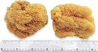 Natural Sea Sponges for Artists - Unbleached 5"-5.5" 2pc Value Pack: Great for Painting Decorating Texturing Sponging Marbling Effects Faux Finishes Crafts & More by Lullingworth®